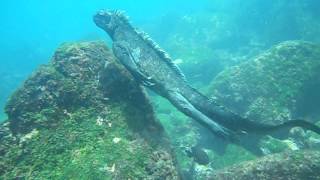 Buceo con iguanas marinas [upl. by Arait28]