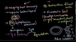 Leptospirosis Microbiology Diagnosis Treatment amp Prevention [upl. by Nyrek]