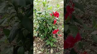 Family Malvaceae  Hibiscus flower [upl. by Caddric]