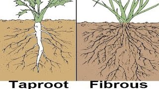 Types of Root System IMPROVED SOUND [upl. by Ninehc859]