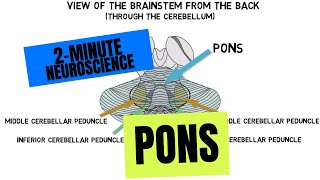 2Minute Neuroscience Pons [upl. by Siusan]