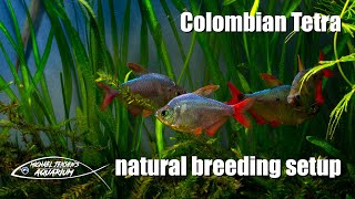 Colombian Tetra  natural breeding setup [upl. by Cutcheon]