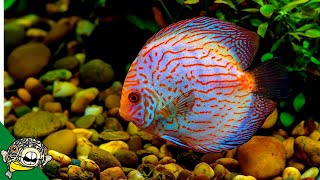 Discus Fish Care Guide FOR BEGINNERS [upl. by Cichocki]