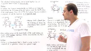 Disaccharides Maltose Lactose and Sucrose [upl. by Bedad]