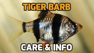 Tiger Barb Care Info and How To Puntius tetrazona [upl. by Martreb]