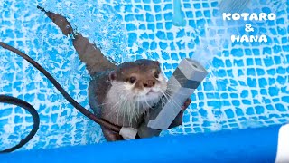 新しいホースを担いで追い出そうとするカワウソ Angry Otter Fighting New Hose [upl. by Jorgenson]