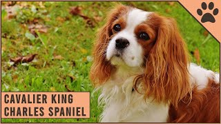 Cavalier King Charles Spaniel  Dog Breed Information [upl. by Nivlag749]