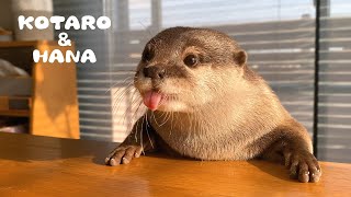 食べる音がたまらないカワウソの飯テロ！ ASMR Otters Make Cute Noises While Eating [upl. by Joses]