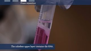 How to isolate RNA from tissue or cells [upl. by Aseral]