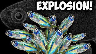 RARE Dwarf Blue Tetras Community Breeding Tetra Fry EVERYWHERE [upl. by Eanyl]