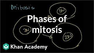 Phases of Mitosis [upl. by Nareht]