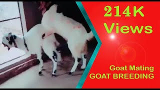 Totapari Goat Mating  Goat Breeding part 1 [upl. by Onateag]