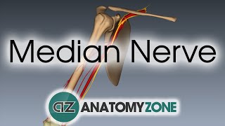 Median Nerve  3D Anatomy Tutorial [upl. by Jehiel]