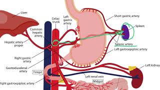 Gastrointestinal Arteries for the USMLE Step 1 [upl. by Epolenep527]