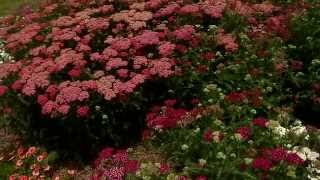 Yarrow is a tough perennial with varied colors [upl. by Mada389]