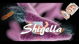 Shigella [upl. by Aihseket374]