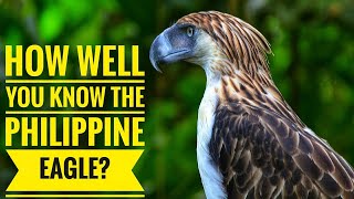 Philippine Eagle  Description Characteristics and Facts [upl. by Atrim610]