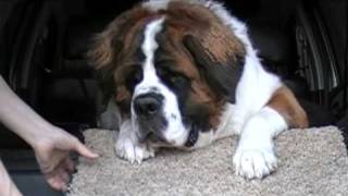 The Worlds Most Stubborn Dog Saint Bernard [upl. by Pembrook217]