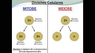 Meiose e Mitose [upl. by Asirahc]