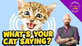 Cat Vocalizations and What They Mean [upl. by Vetter]