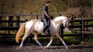 Kambarbay  Akhal Teke  Dressage Training 2012 [upl. by Elvyn]