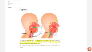 What is epiglottis [upl. by Mall]