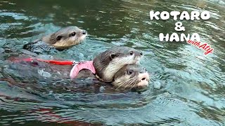 本気出したカワウソコタローがついにアティと川を泳ぐ！ Three Little Otters Finally Swim inThe River Together [upl. by Loris]