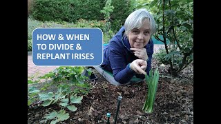 HOW TO DIVIDE AND REPLANT IRIS  HOW AND WHEN TO DIVIDE AND REPLANT BEARDED IRIS [upl. by Oam]