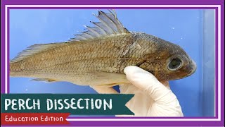 Perch Bony Fish Dissection  Teach A Man To Fish EDU [upl. by Narok]