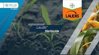 Laudis® Herbicide​ [upl. by Adnamor878]