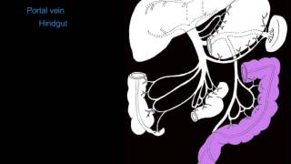 Hepatic portal system [upl. by Ikcir]