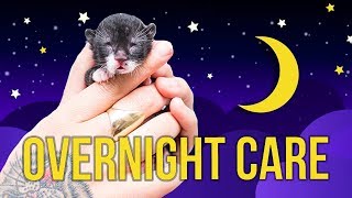 Tips for Overnight Kitten Care [upl. by Adniral]