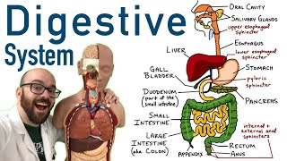 Digestive Tract Anatomy and Physiology [upl. by Idoc679]