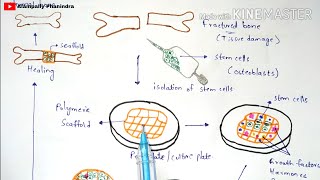 Tissue engineering  Technique  Procedure  Bio science [upl. by Quickman]