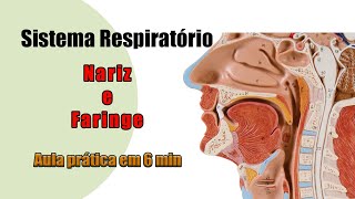 Anatomia Respiratória  Nariz e Faringe  Aula Prática [upl. by Gabriellia]