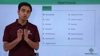 Class 11th – Floral Formula – Introduction  Morphology of Flowering Plants  Tutorials Point [upl. by Mastic]