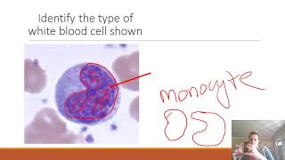 AP II Practice Lab Exam 1 Blood amp Heart [upl. by Yenhoj511]