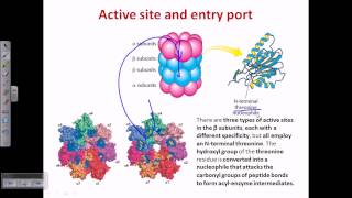 Proteasome and protein degradation [upl. by Eihs]