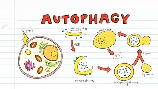 What is Autophagy [upl. by Davey]