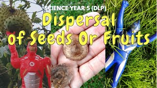 DISPERSAL of Seeds OR Fruits  Science Year 5 DLP [upl. by Nehgem]