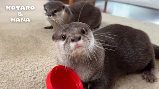 いつもは温厚なカワウソが怒ったらこうなります Gentleman Otter Turns Into Madman Otter [upl. by Ellak]