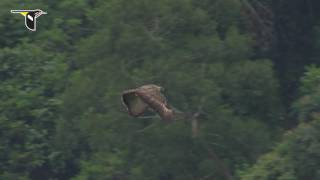 Slow Motion Philippine Eagle Flight [upl. by Kilian]