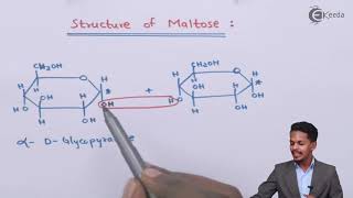 Structure of Maltose  Biomolecules  Chemistry Class 12 [upl. by Amar117]