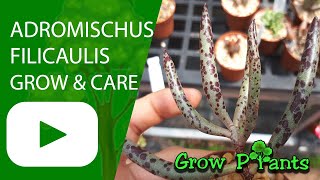 Adromischus filicaulis  grow amp care Colored succulent [upl. by Llennor]