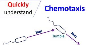 Chemotaxis [upl. by Nessej]