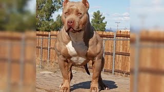 MOST DANGEROUS Dog Breeds In The World [upl. by Yerok636]