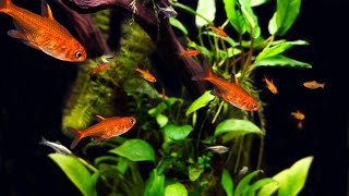 Ember Tetra Care and Breeding A Tiny Tetra with Show Stopping Color [upl. by Llerraj]