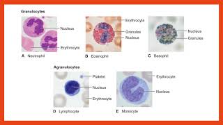 Hematology Lecture [upl. by Nisa]