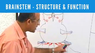 Brainstem  Structure and Function  Neuroanatomy [upl. by Urbas150]