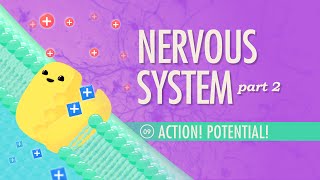 The Nervous System Part 2  Action Potential Crash Course Anatomy amp Physiology 9 [upl. by Thornie650]